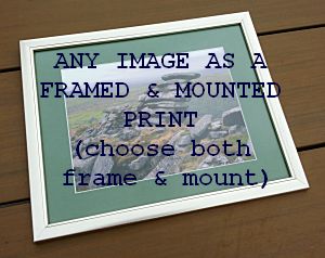 Framed and Mounted Photographic Print