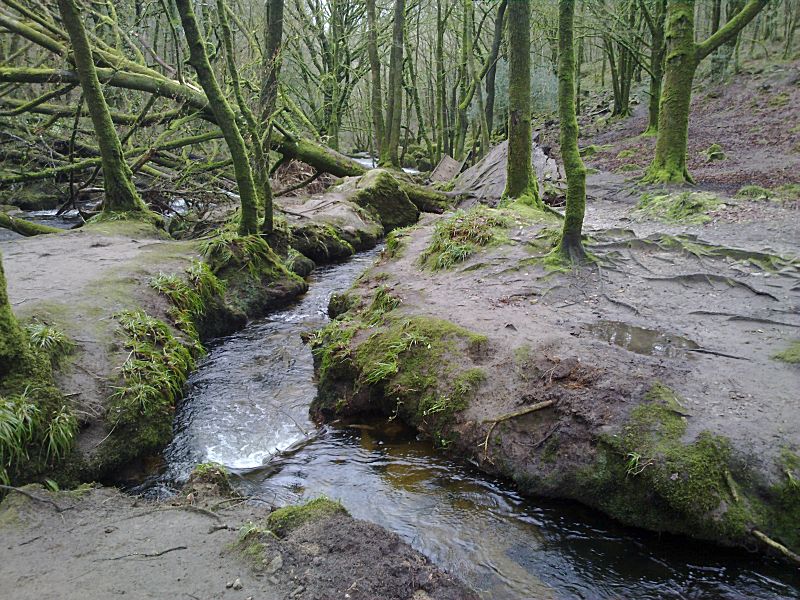 Golitha Trees and Stream