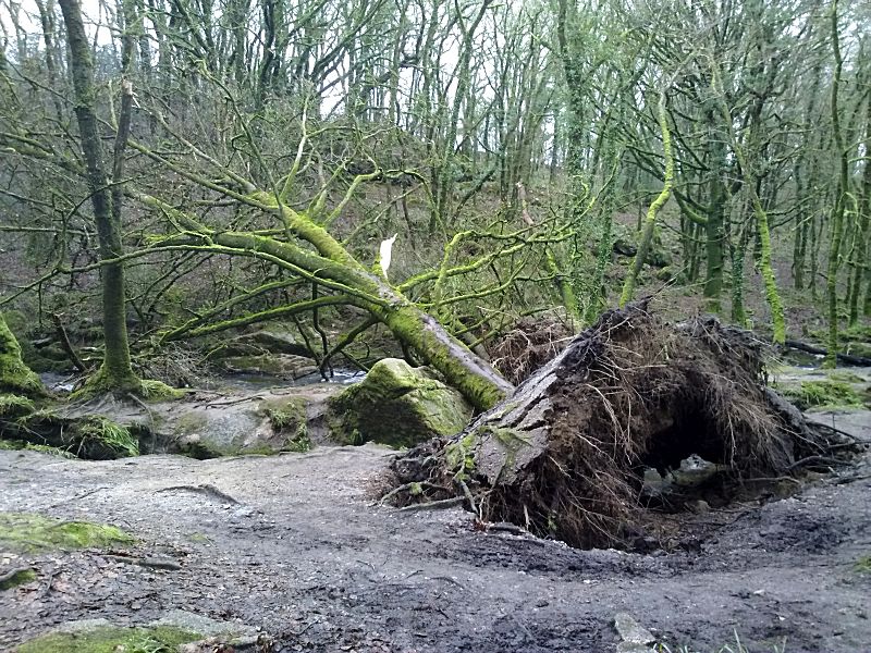 Golitha Trees Uprooted