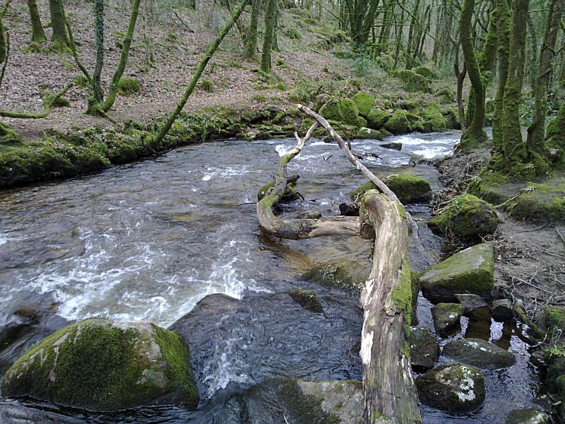 Golitha January River Bend