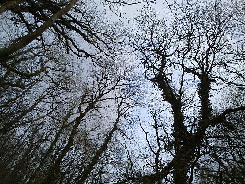 Golitha January View up through Trees