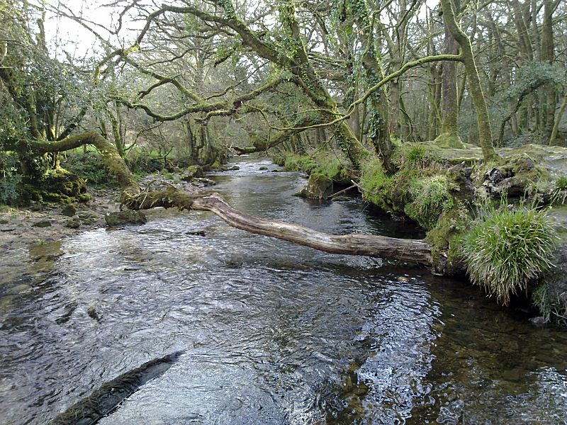 Golitha January river Fowey