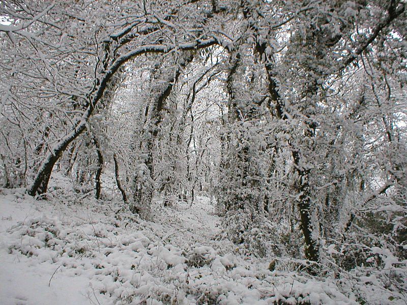 Golitha Arch through Trees