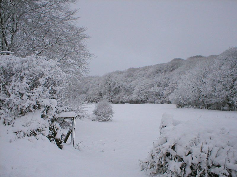 Golitha Down Lane in the Snow