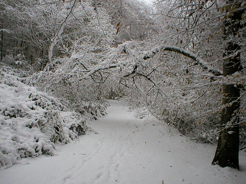 Golitha Track in Snow