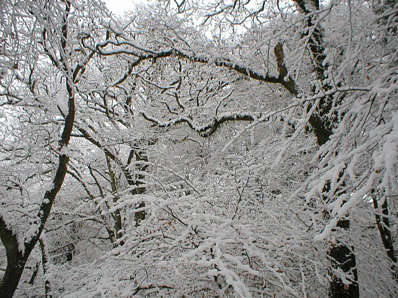 Golitha Snow Trees