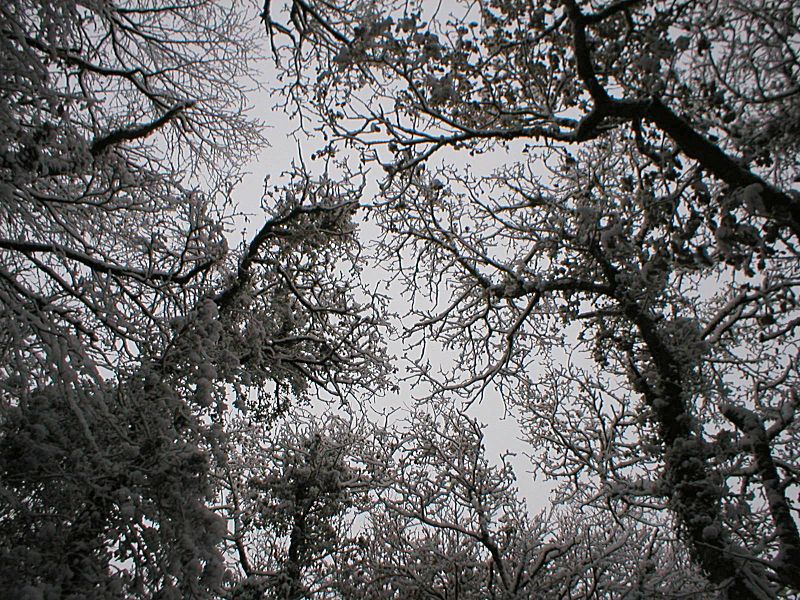 Golitha Snow up through trees