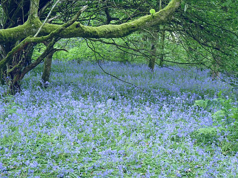 Golitha Woods Bluebells