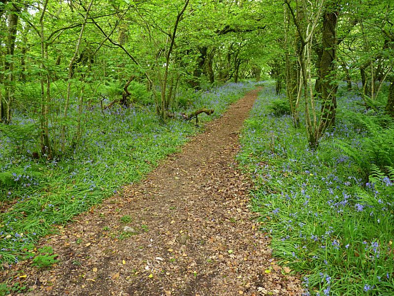 Golitha Woods Path