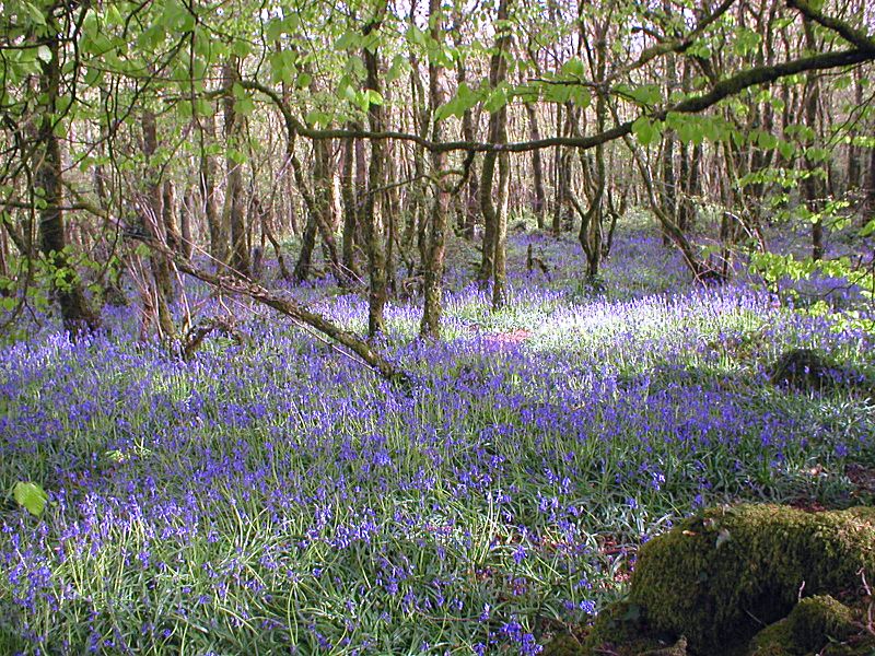 Golitha Woods Bluebells