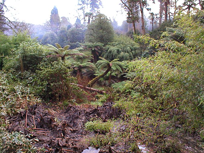 Prehistoric Heligan Gunnera