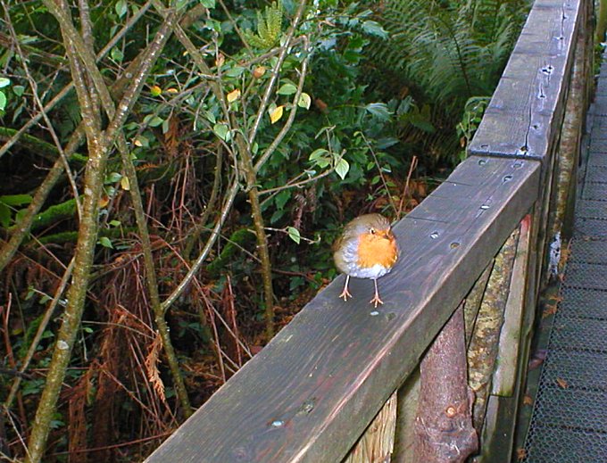 Heligan Robin