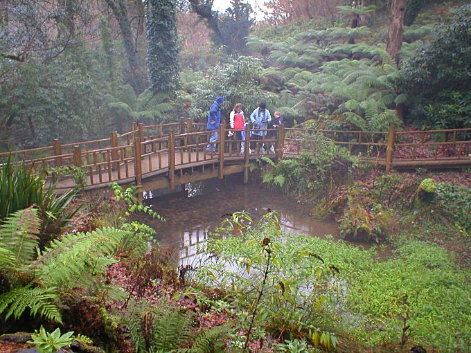 Heligan Jungle Boardwalk