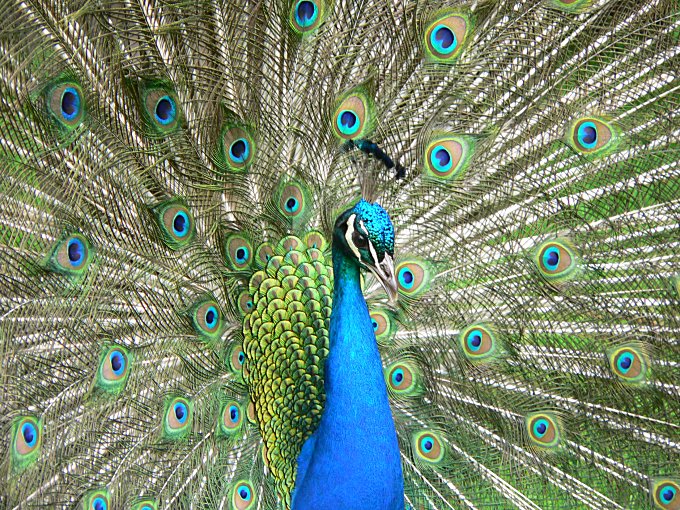 Pencarrow House Peacock