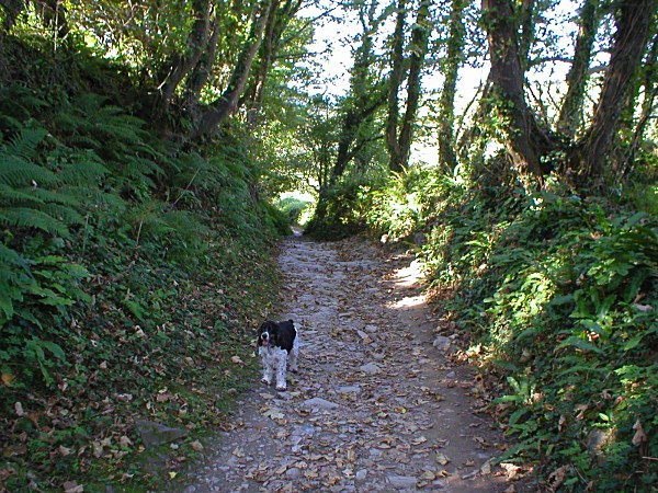 Lansallos Smugglers' Lane