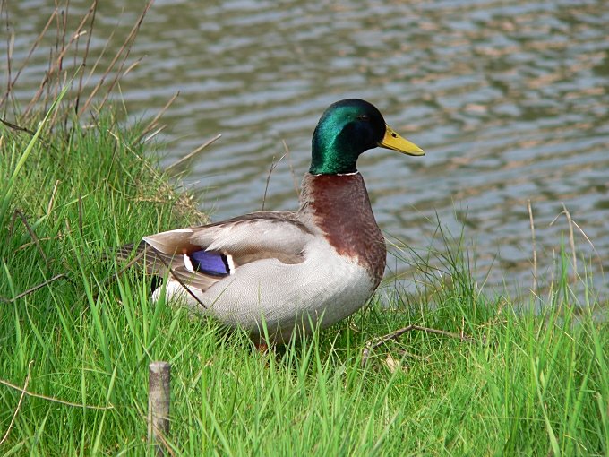 Lerryn Duck