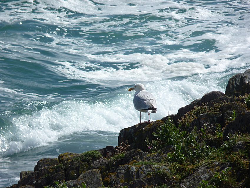 Visit to Looe Island