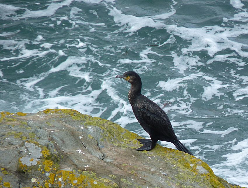 Visit to Looe Island