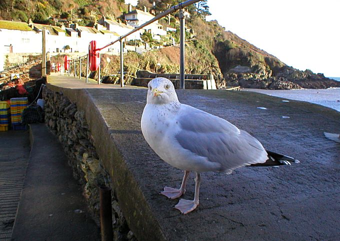 Polperro Jonathan Livingston