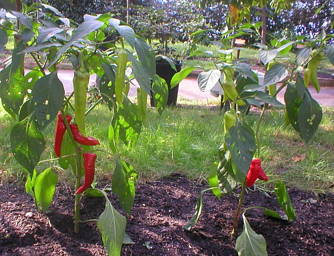 Eden Project Chiles