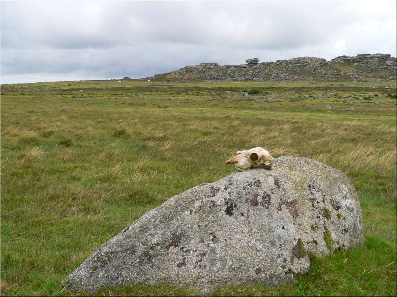 Beast of Bodmin Moor