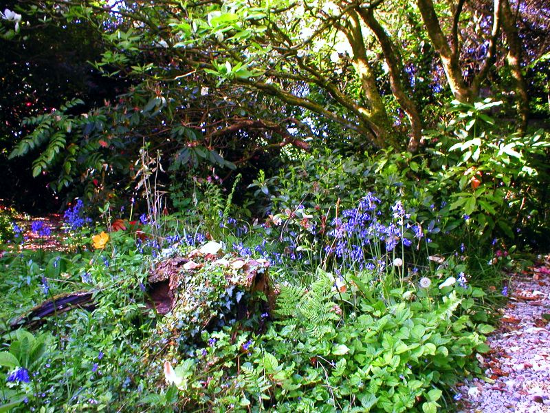Garden Bluebells