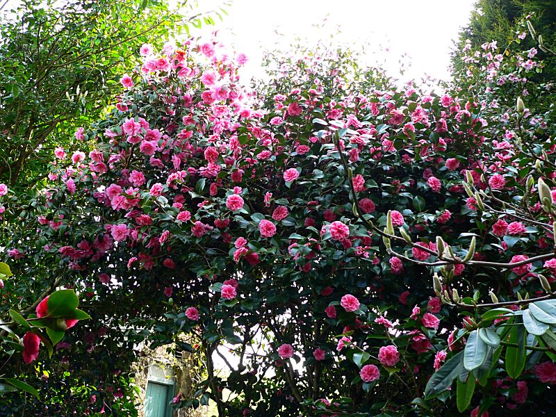 Garden Camellia Trees
