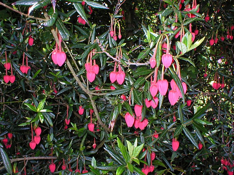 Garden Crinodendron Tree