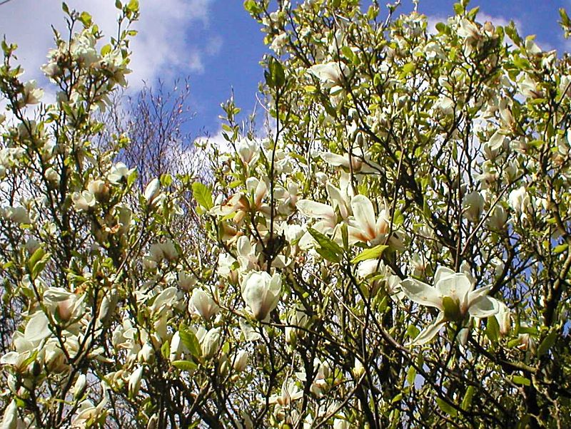 Garden Magnolia Tree