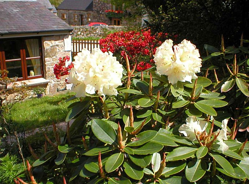 Garden Rhododendrons and Azeleas