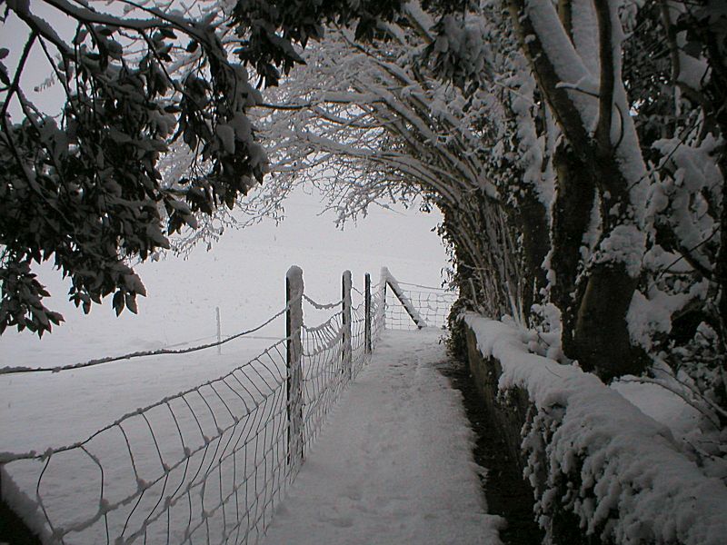 Garden Snow Winter Wonderland