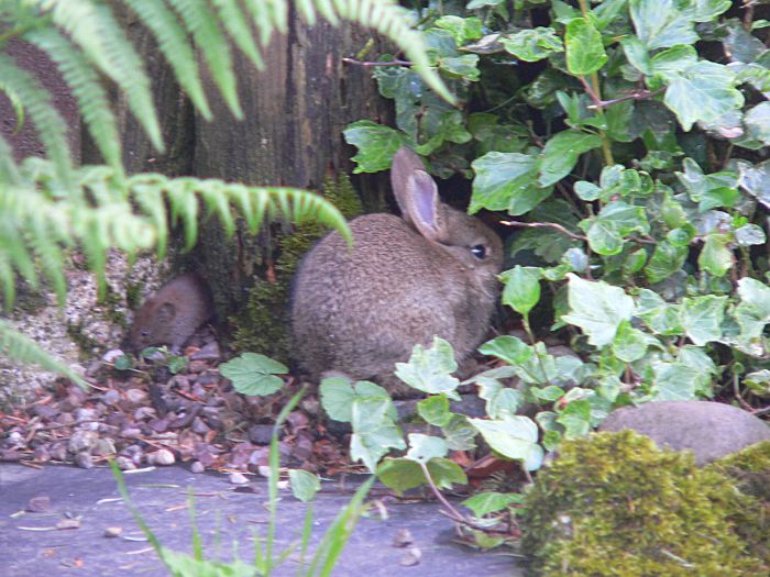 Redgate Smithy Rabbit and Mouse