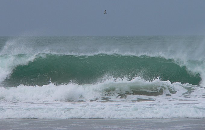 Surf Gull at Porthtowan